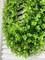 Chiara Artificial Green White Boxwood Decorative Wreath Indoor/Outdoor Use 23''